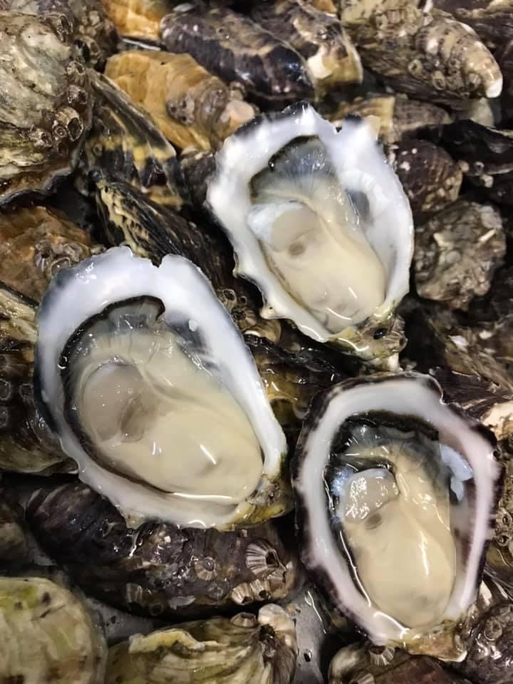 Unshucked Pacific Oysters at Richmond Oysters Ballina