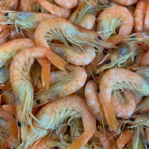 Ocean School Prawns